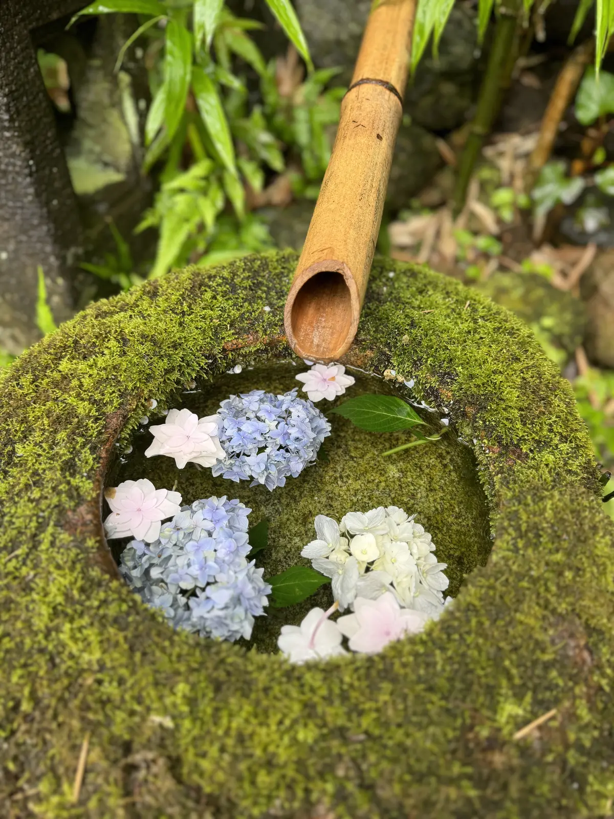 雨の日“大人の鎌倉さんぽ”☔️紫陽花と癒の画像_6