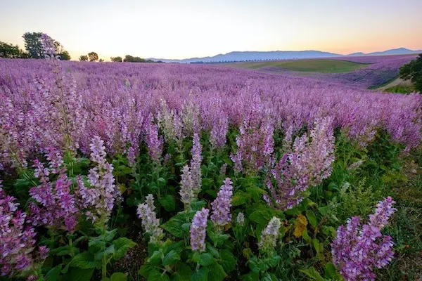 OurAge×Webエクラ クラリセージ