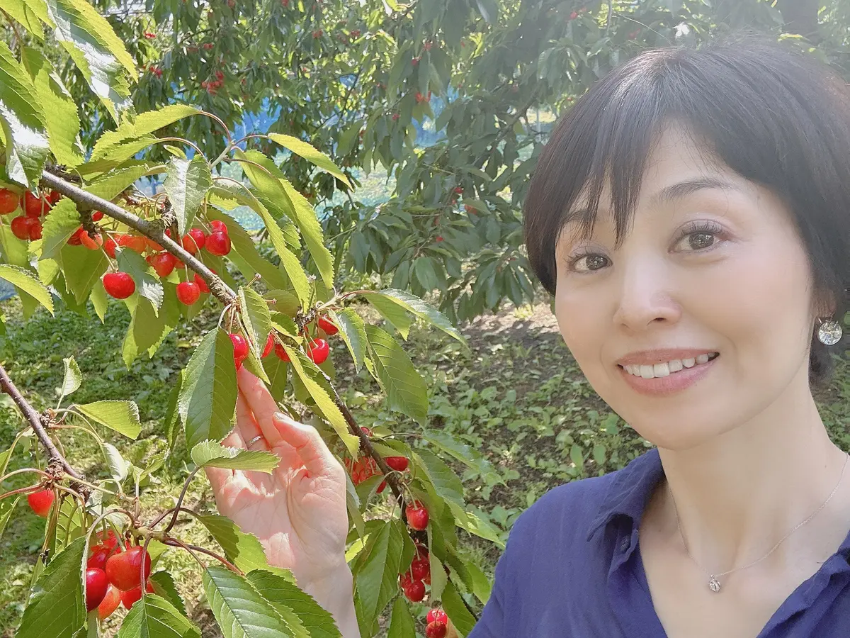 「果樹園の宝石」と呼ばれるさくらんぼ🍒のの画像_3
