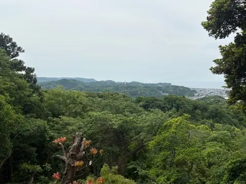 新緑眩しい鎌倉ハイキングに出掛けませんかの画像_19