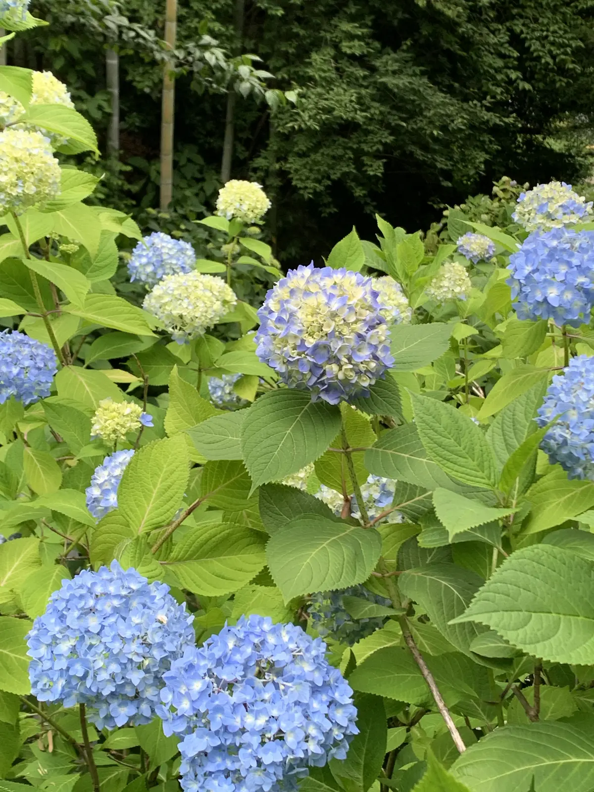 明月院の紫陽花