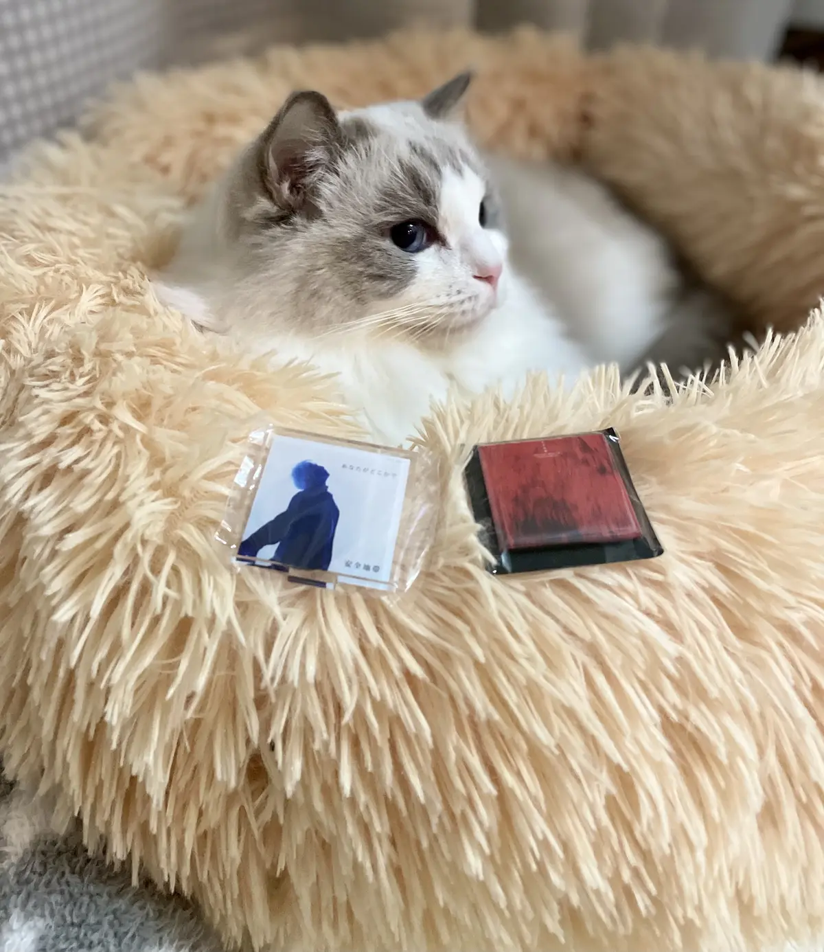 安全地帯ガチャガチャと猫（下の子）