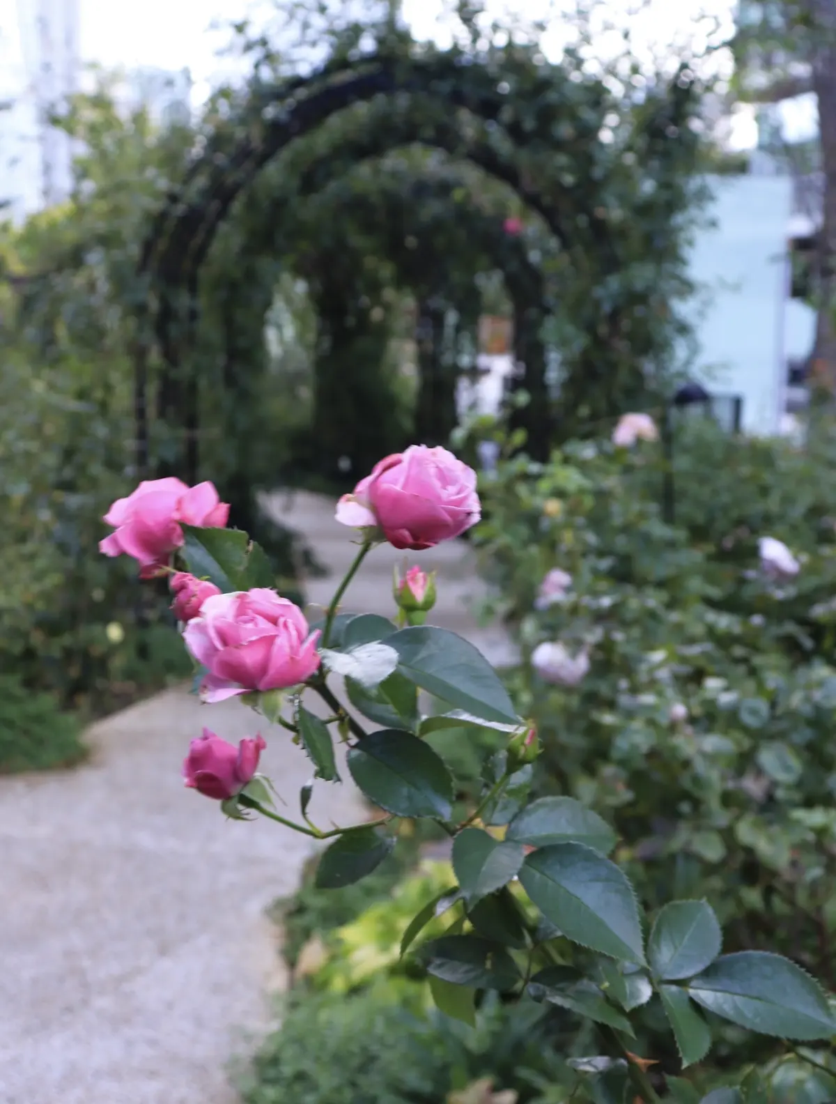 La Maison Kioi メゾン紀尾井　赤坂プリンス