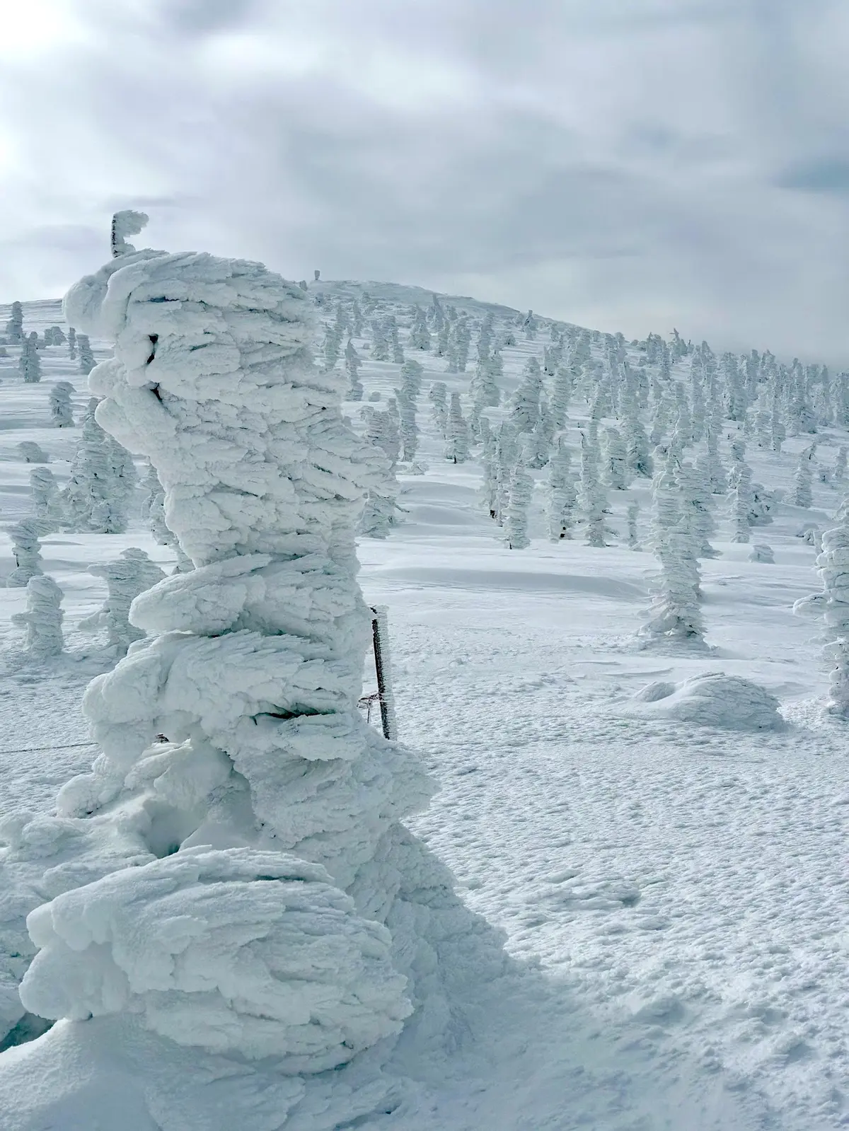 樹氷と美肌の湯を楽しむ♡山形県蔵王への旅の画像_15