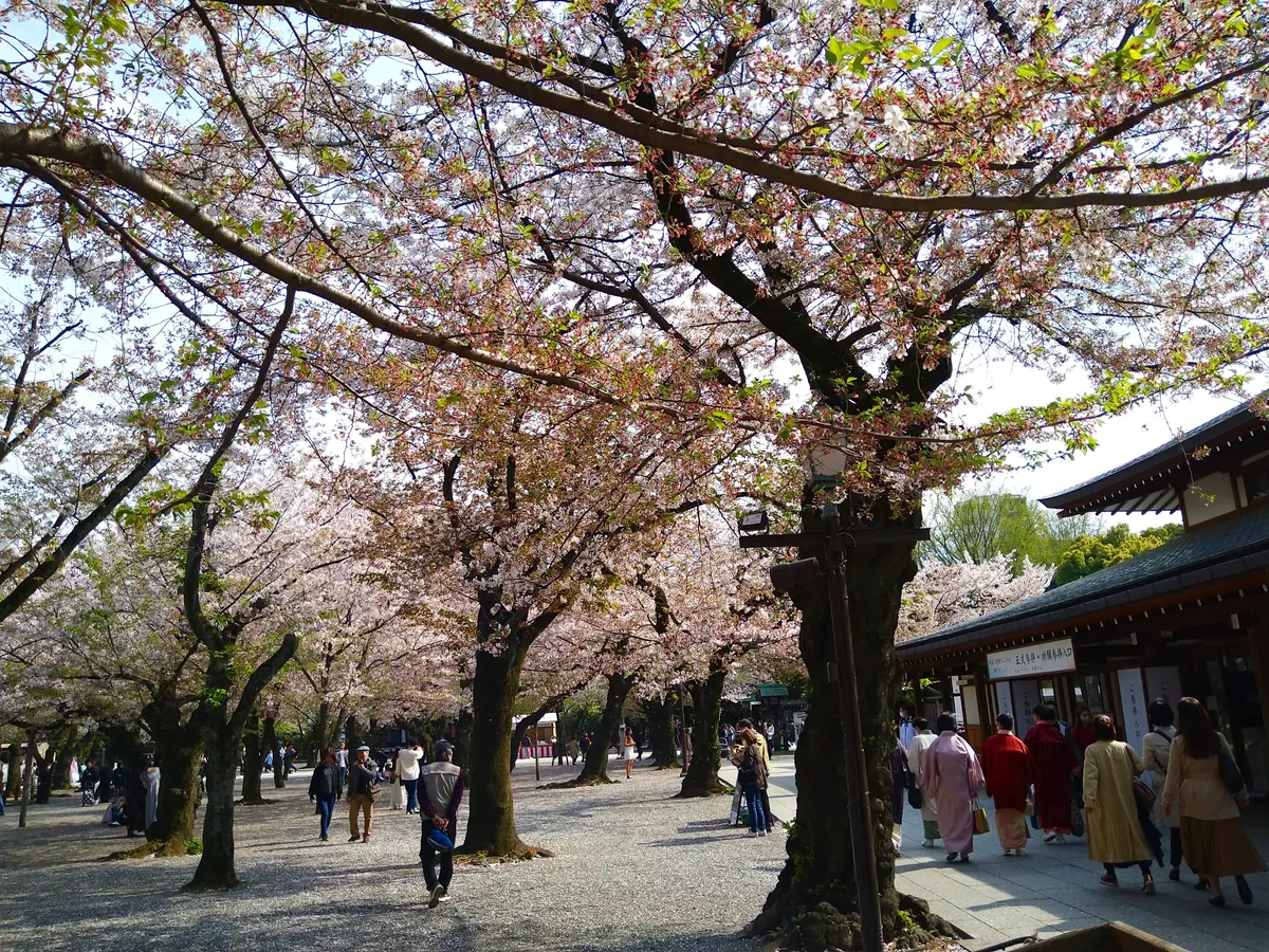 美味しい食事と散りゆく桜と　〜VMGカフの画像_12