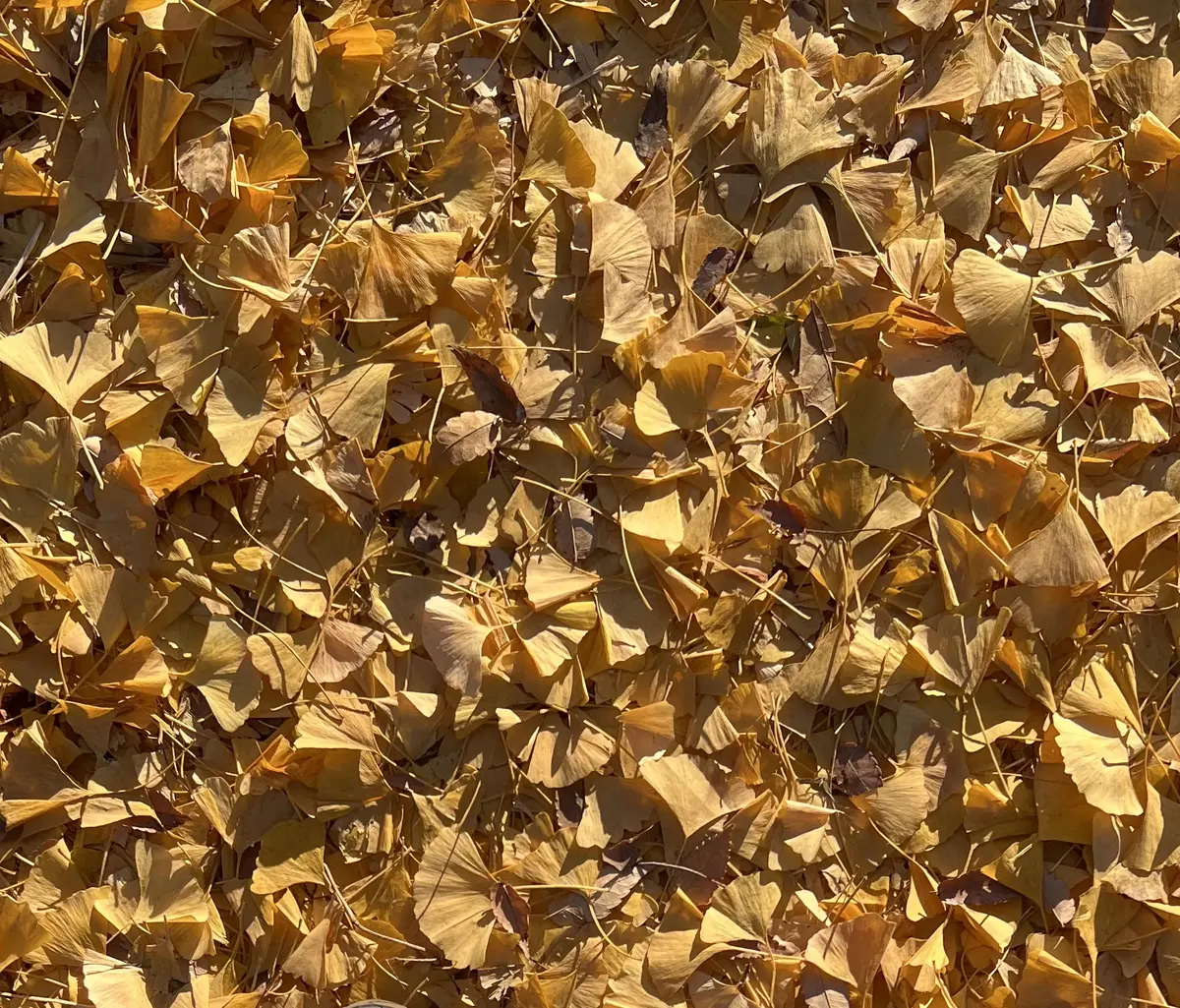 最愛ジャケットはエコツイード♡の画像_4