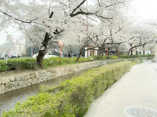 【さかぽんの冒険】後編☆老舗グルメのくいの画像_12