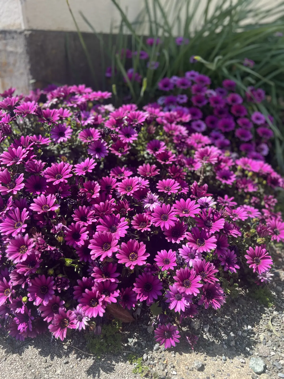 記憶の中の憧れの美肌に近づきたい♡の画像_6