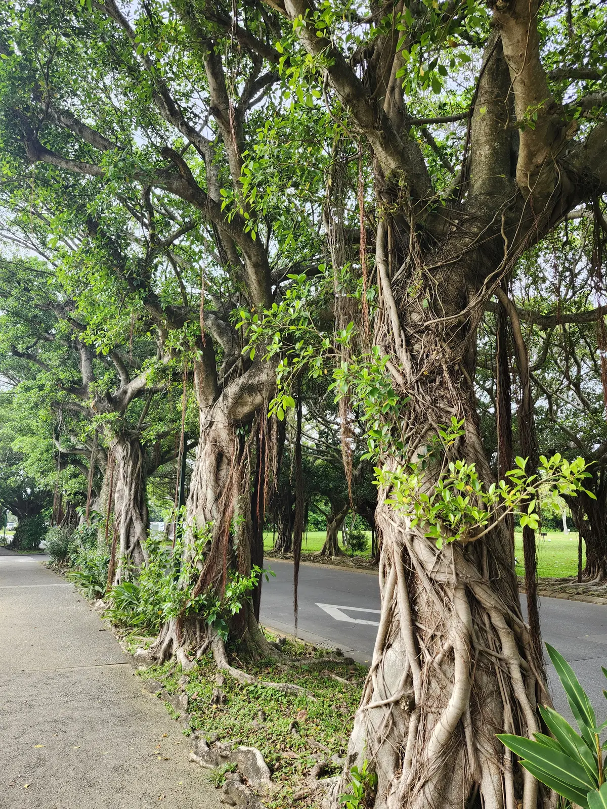 【春の沖縄旅】何着てく？何食べる？の画像_9