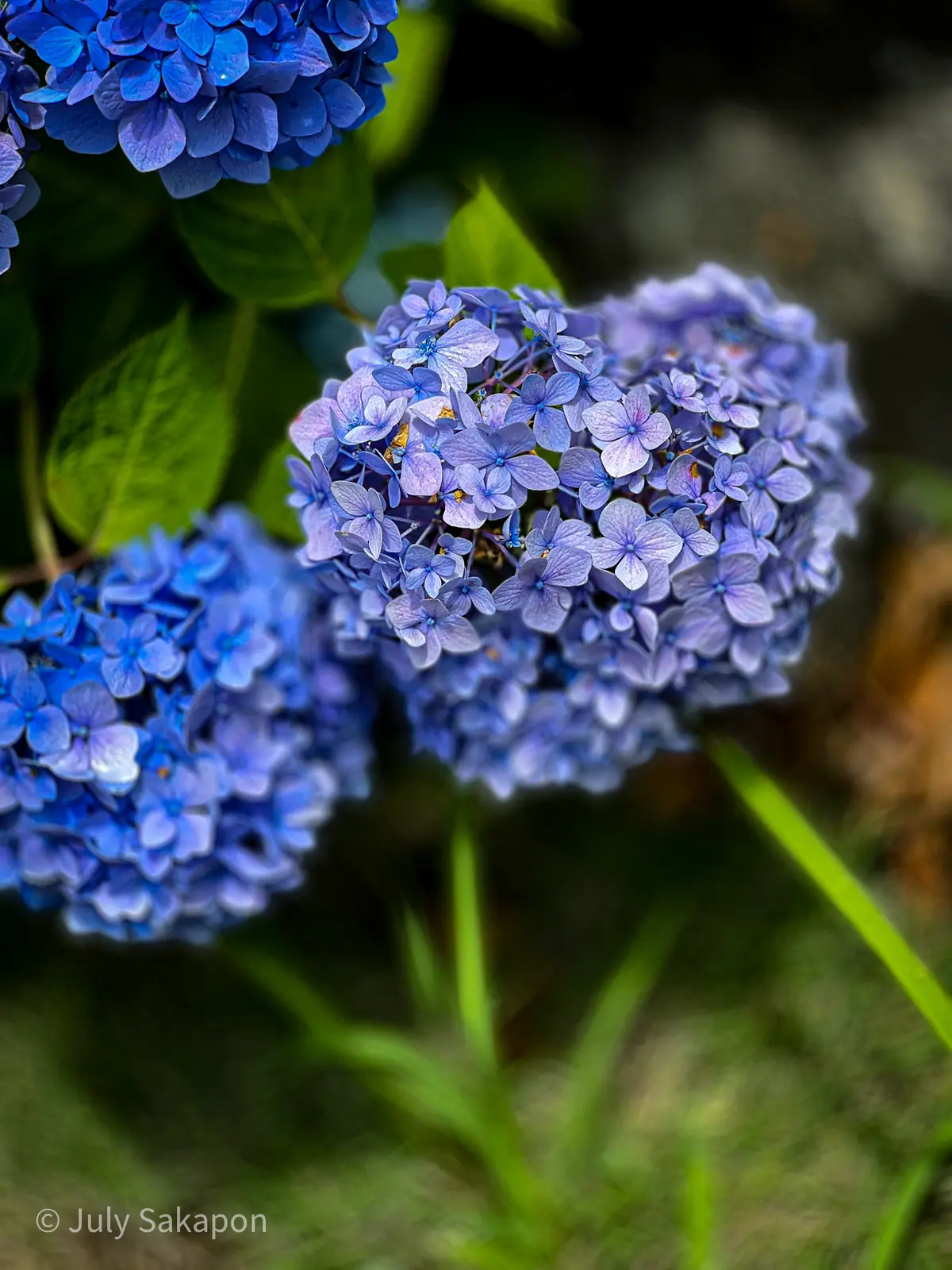 【さかぽんの冒険】朝活からの紫陽花旅☆@の画像_18