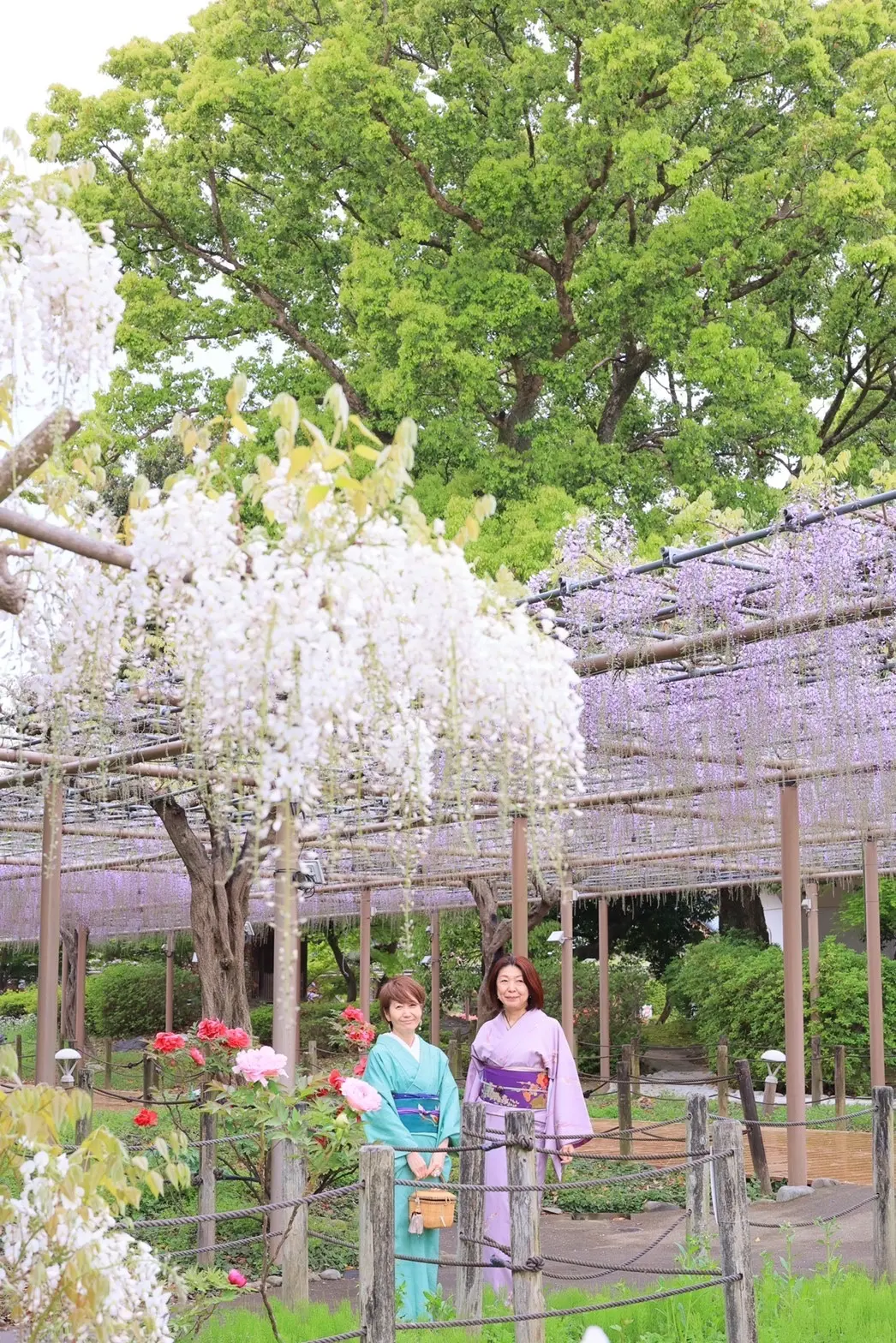 曼陀羅寺の藤まつりに行って来ました。の画像_4