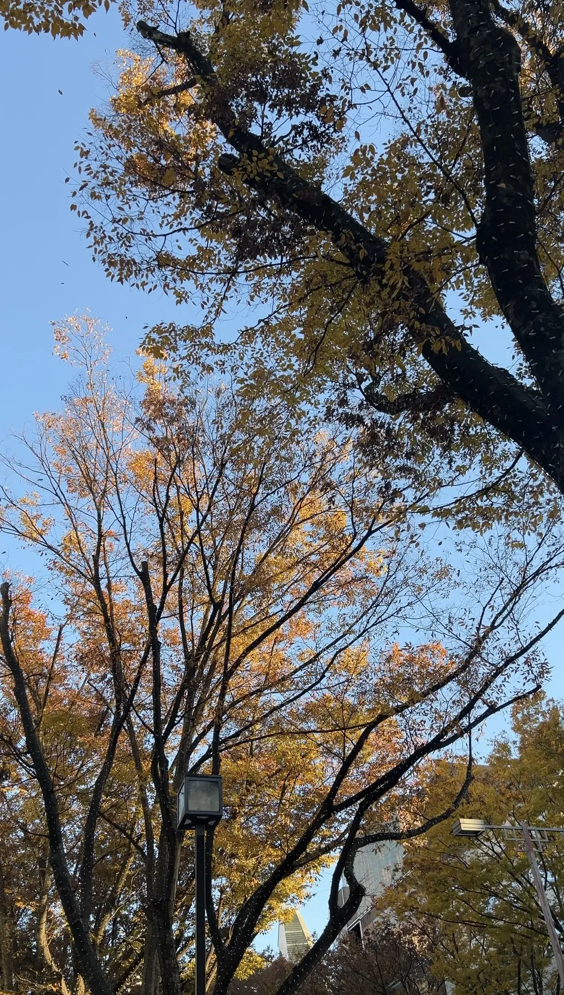 ソワレ・ドゥ・エクラ〜お気に入りの羽根バの画像_1
