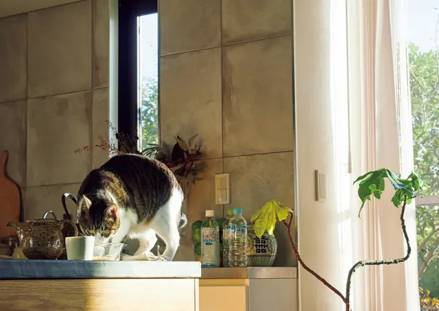 取材協力のお礼においしいかつお節にありついたハットリくん