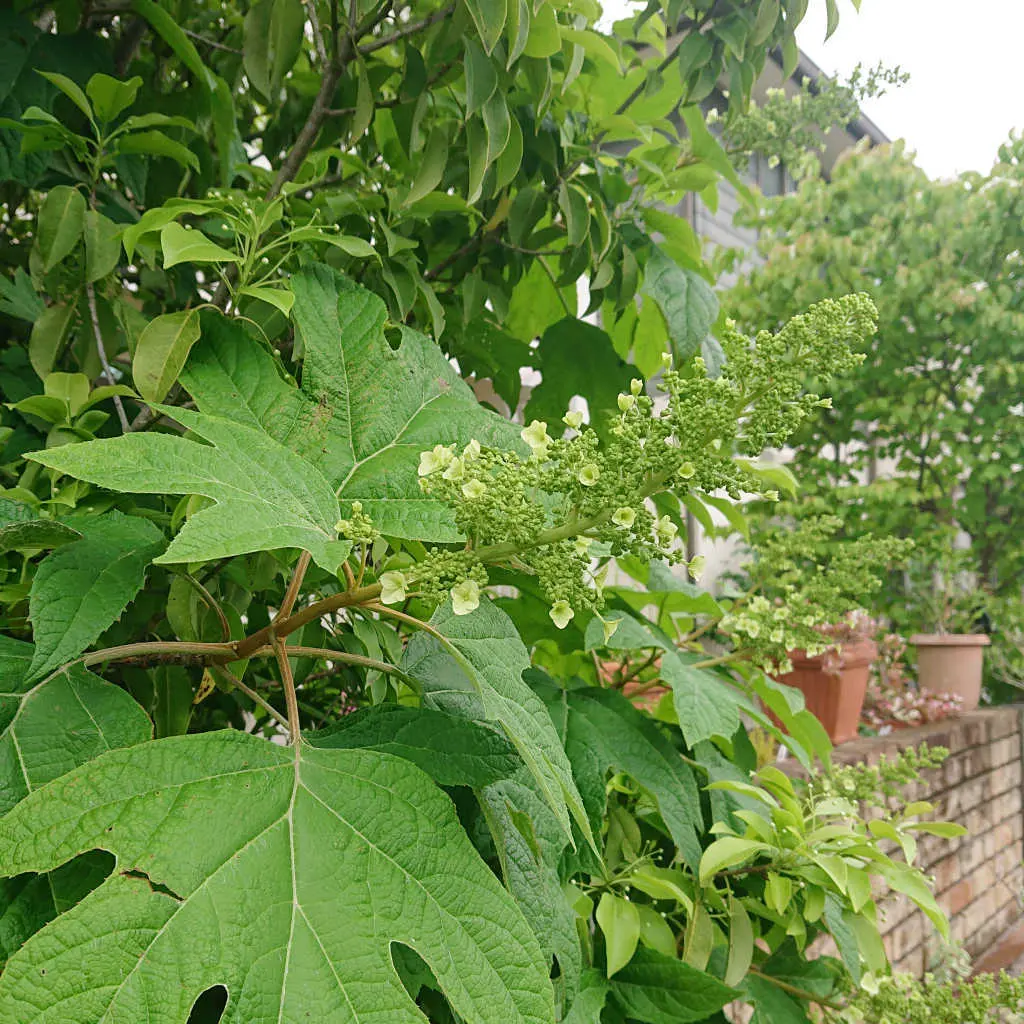 理想のテラスとガーデンを目指して・・・の画像_14