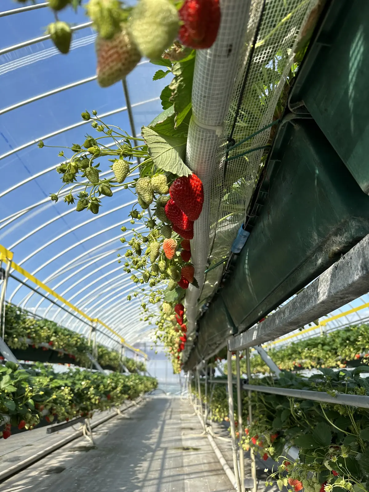 はじめてのいちご狩りは大興奮！の画像_1