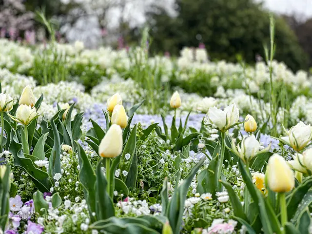【さかぽんギャラリー】里山ガーデンフェスの画像_6