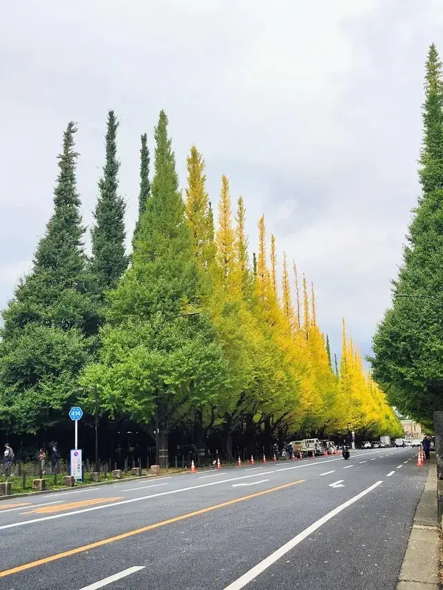 神宮外苑 イチョウ並木