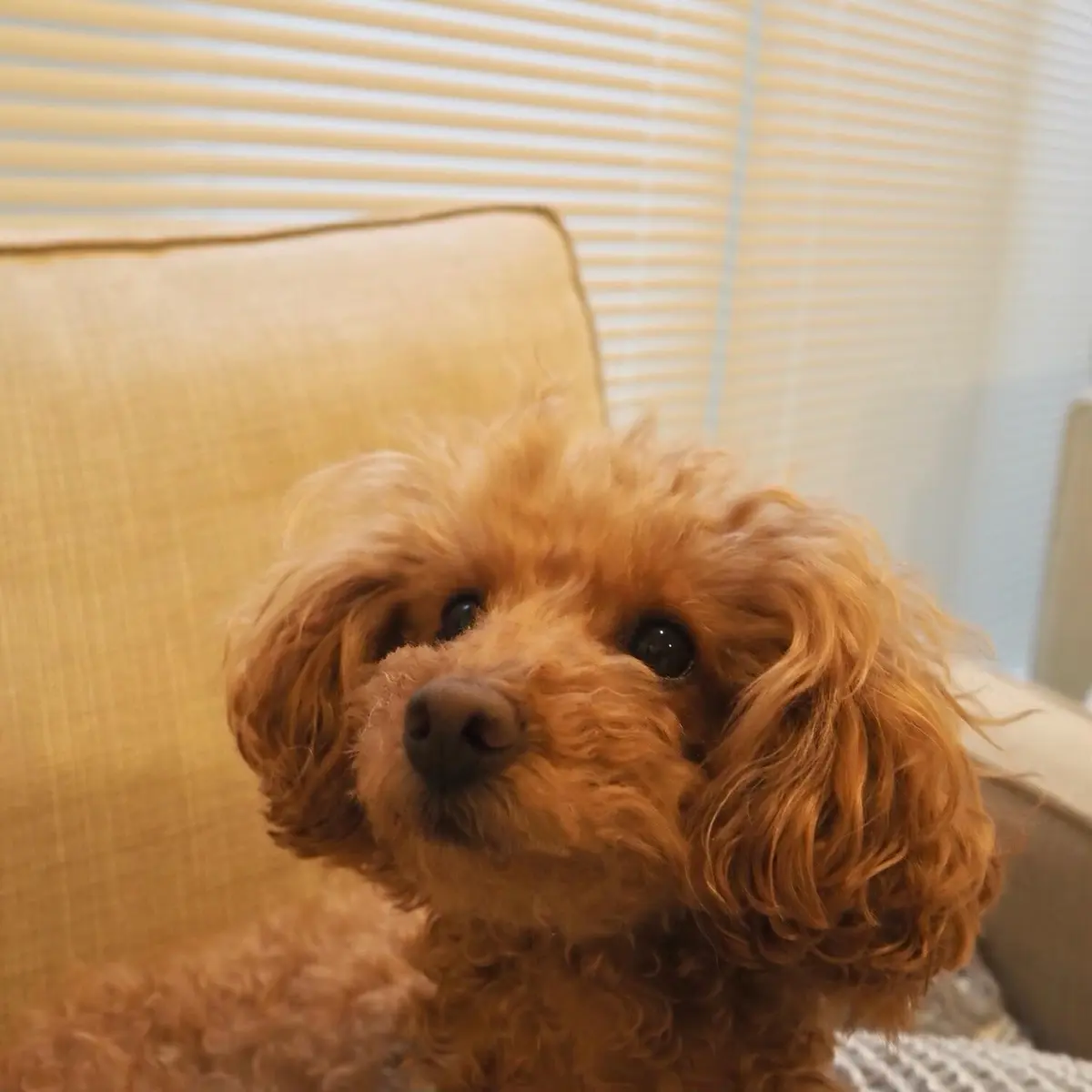 わが家のモフモフ娘Lino