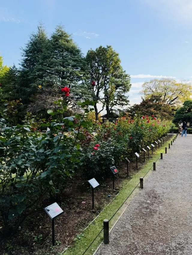美しいバラと紅葉、旧古河庭園への画像_6