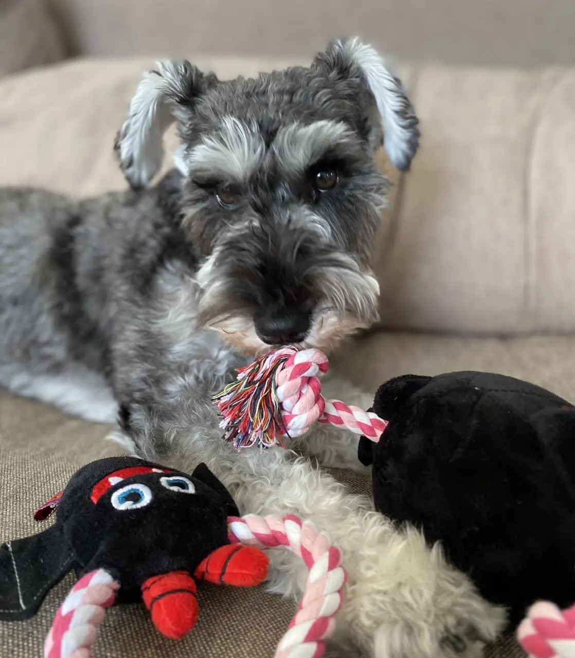 ワンコにもハロウィングッズ！の画像_3