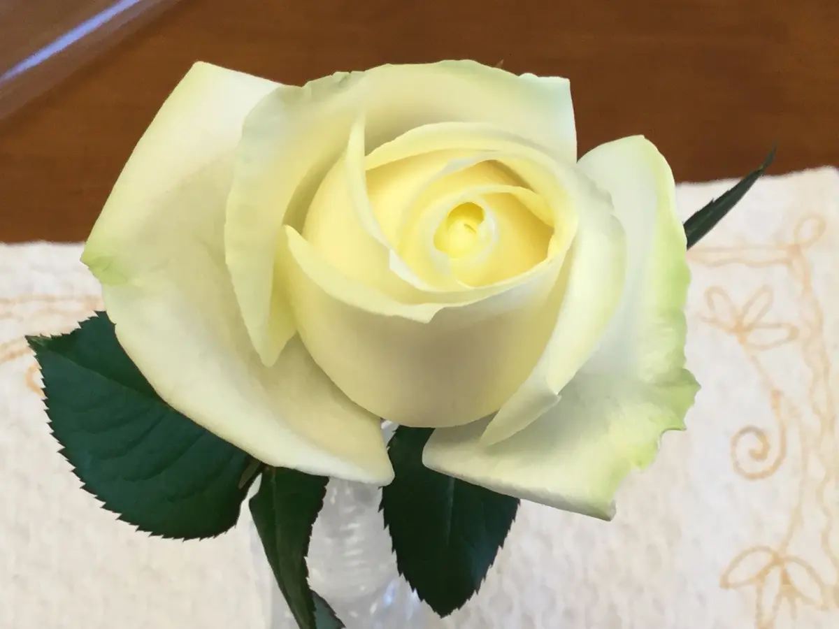 白いバラの画像_1