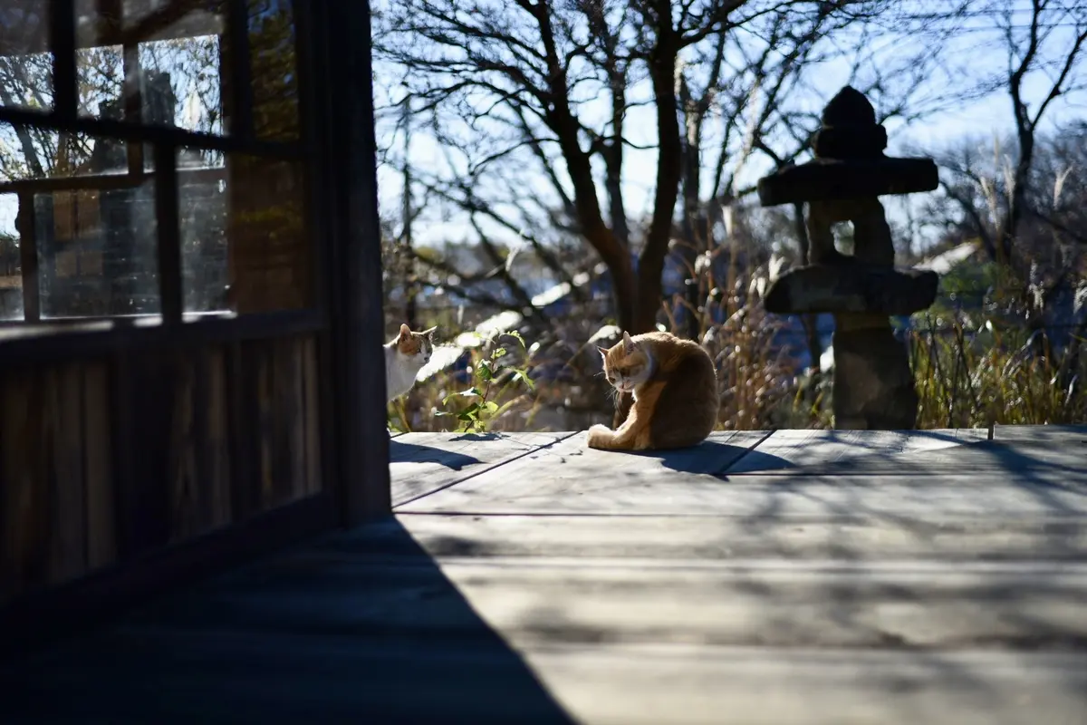 那須高原を東奔西走とおまけに仙台への画像_7