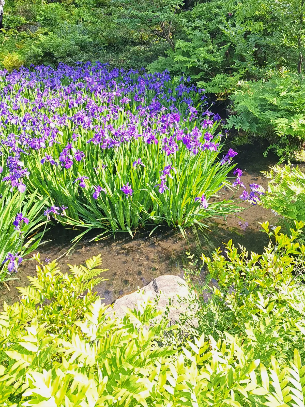 パープルのワンピースで根津美術館 燕子花の画像_2