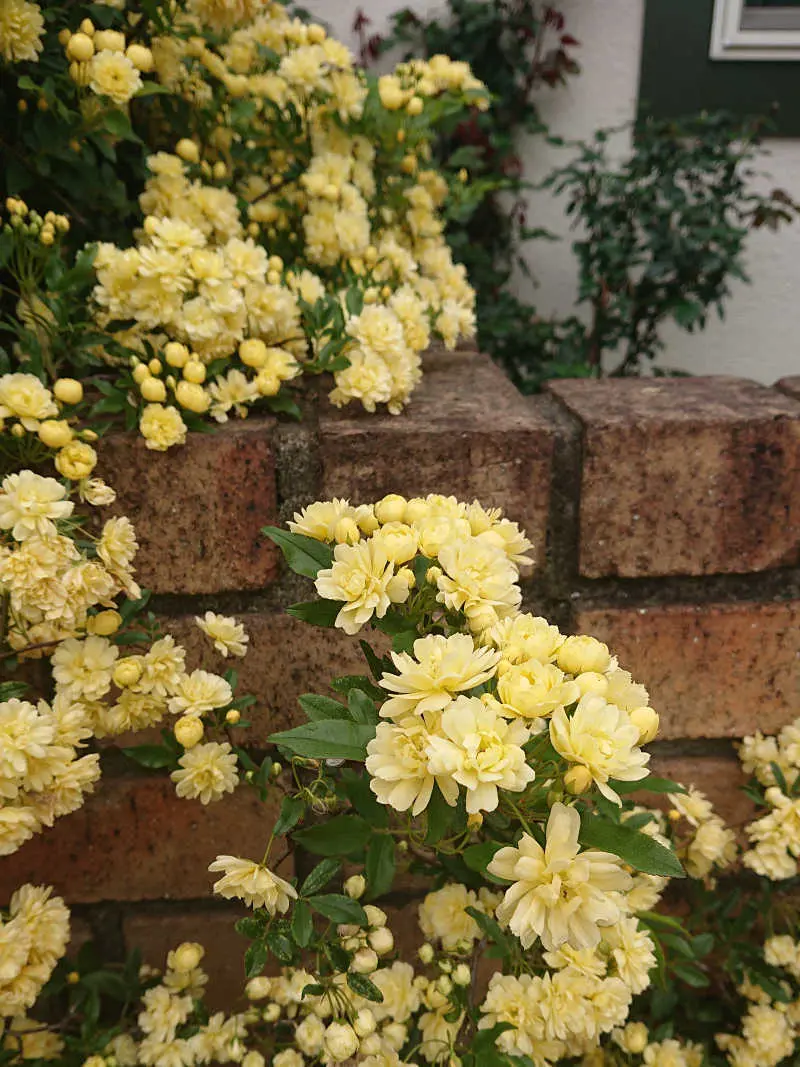 理想のテラスとガーデンを目指して・・・の画像_10