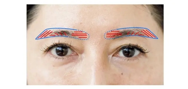 【山口さんの眉設計図】