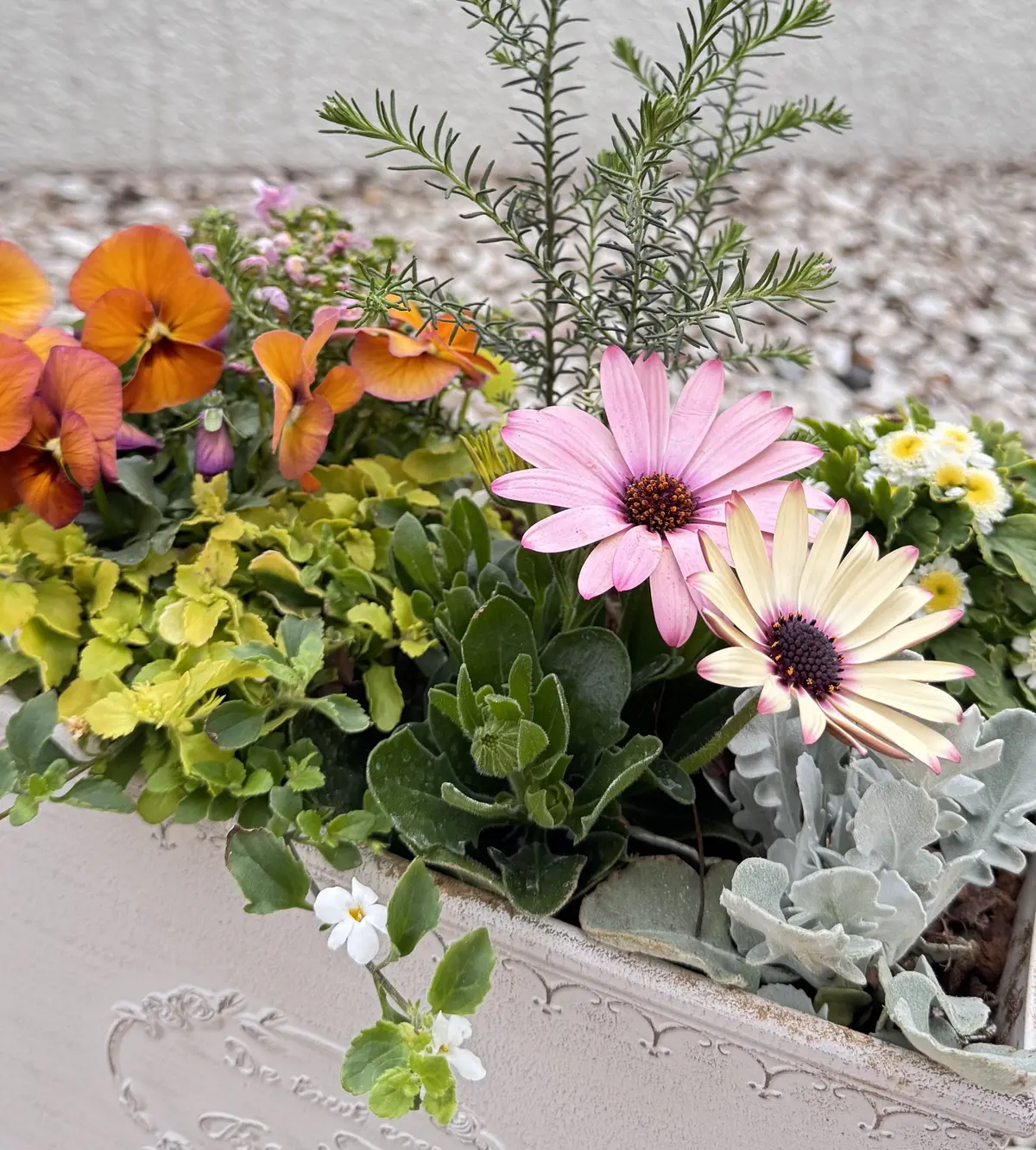 春のお花を手軽に楽しむコンテナガーデン作の画像_1