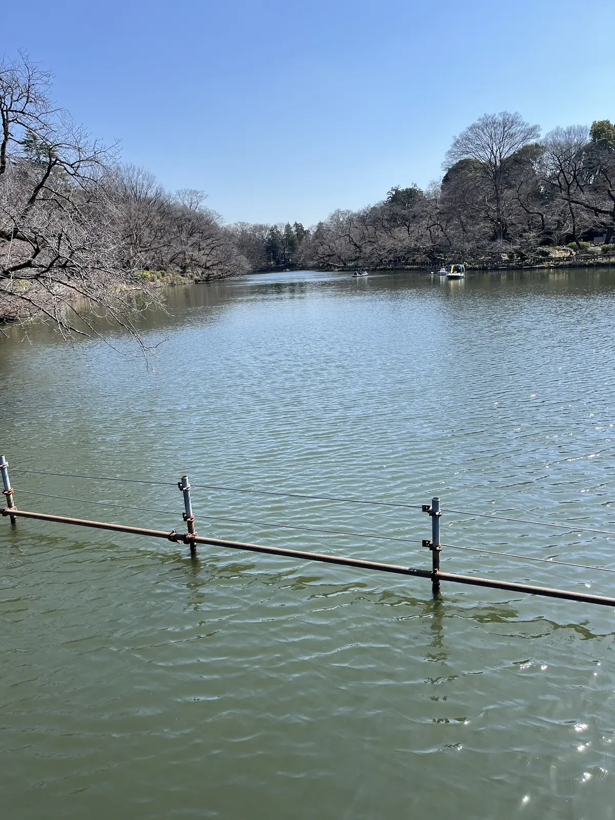 リクエストは〝桜と蘭〟の画像_3