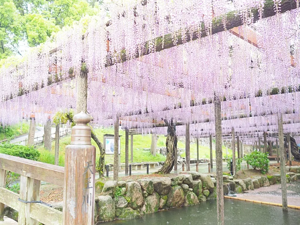 BRUNO PREMI 一目惚れローファの画像_1