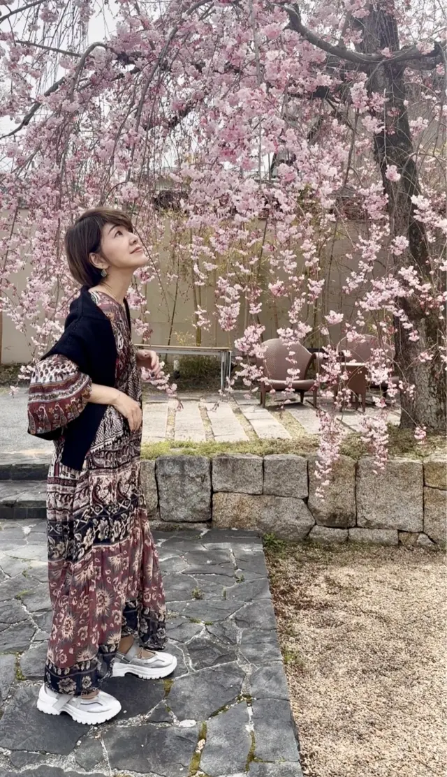 春の京都、平安神宮のしだれ桜と素敵な貴婦の画像_1