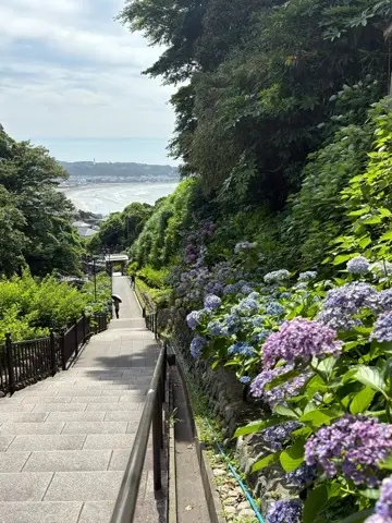鎌倉紫陽花と続・続・最後から二番目の恋ロの画像_5