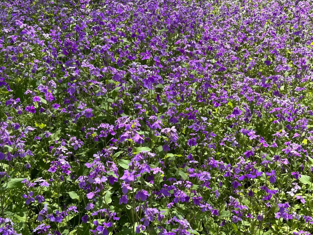 ショカツサイ(中国)