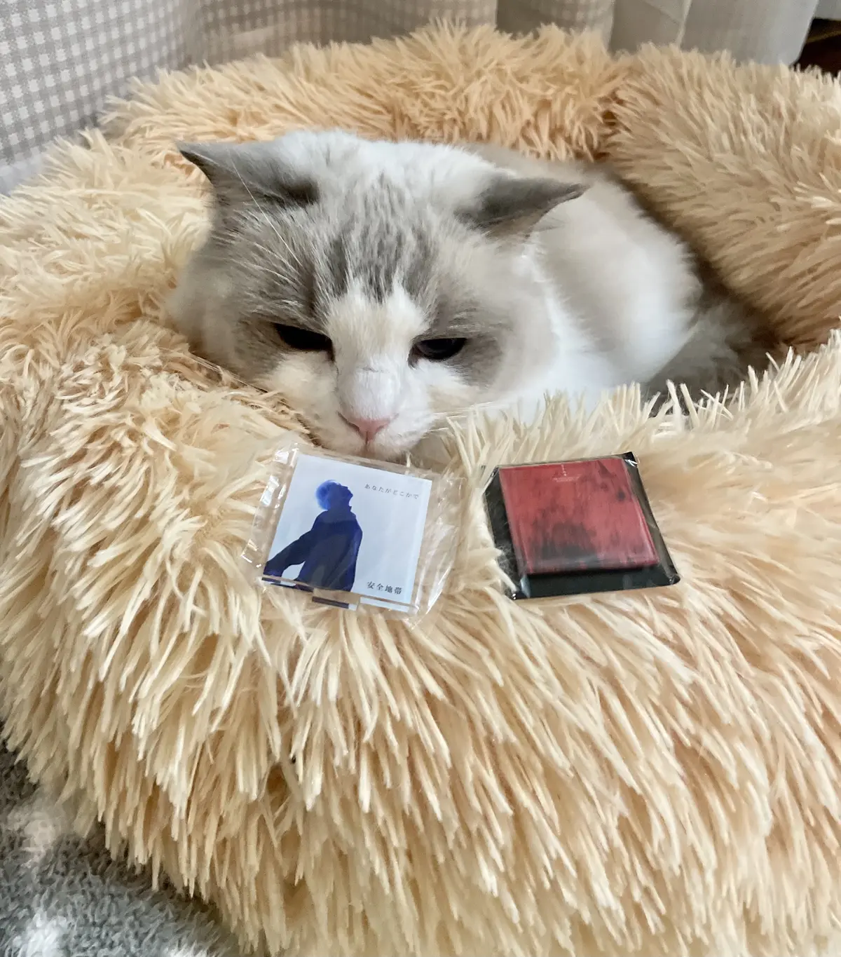 安全地帯ガチャガチャと猫（下の子）