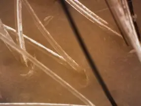 OurAge×Webエクラ　白髪