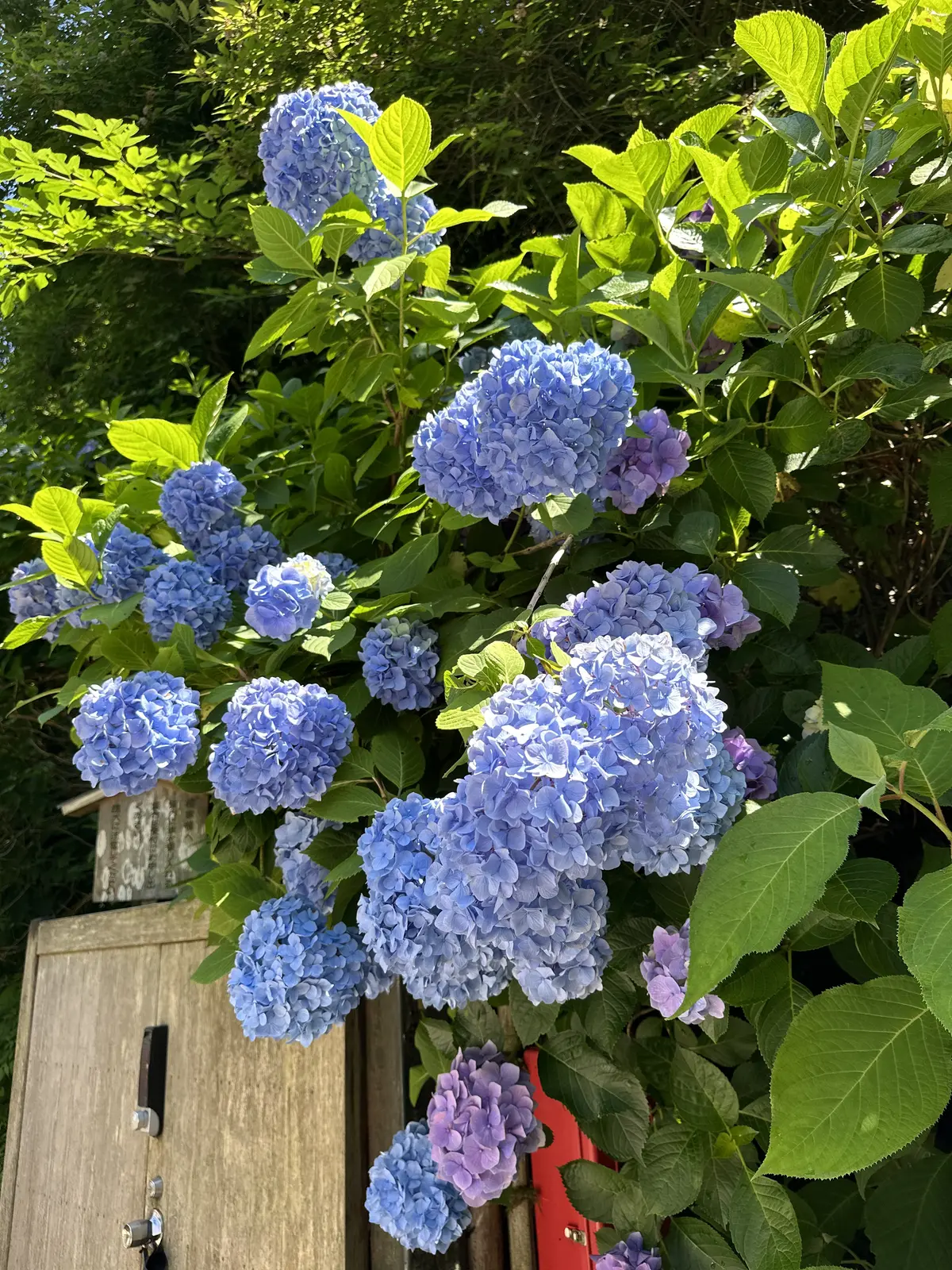 あじさいの花が咲き誇る初夏の北鎌倉明月院の画像_3