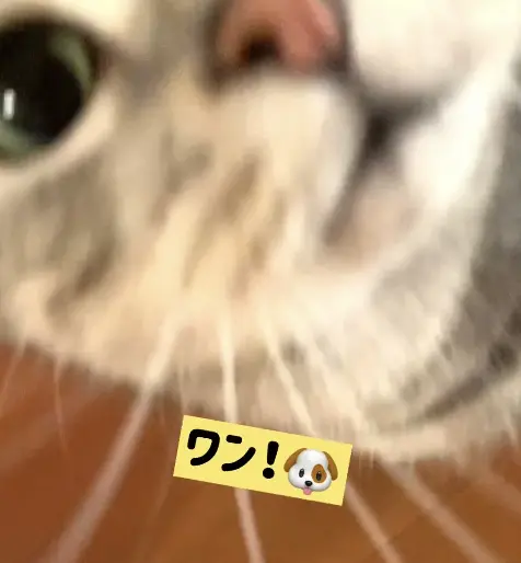 アランのアップ