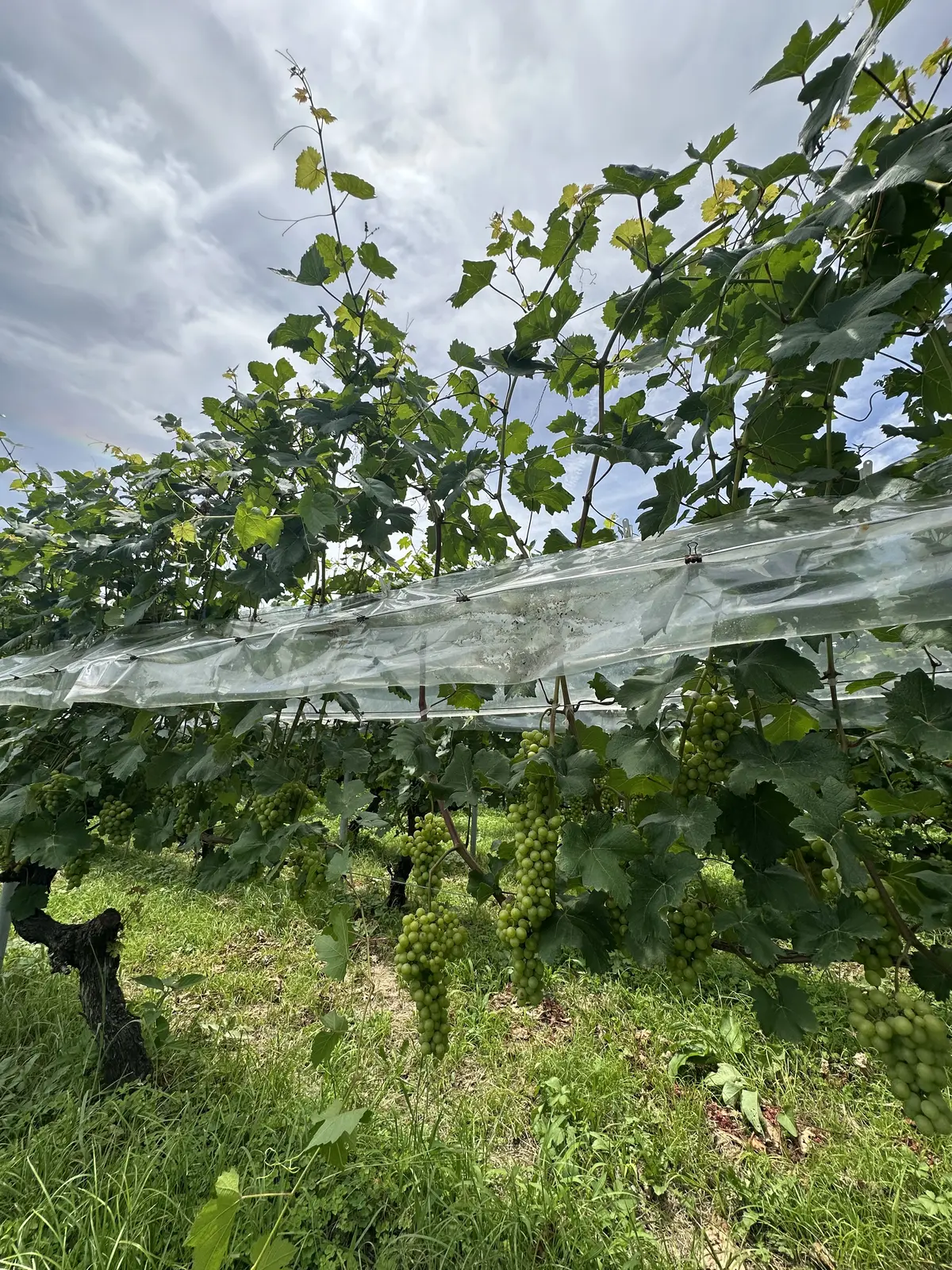 築200年の古民家カフェでピザランチと甲の画像_8