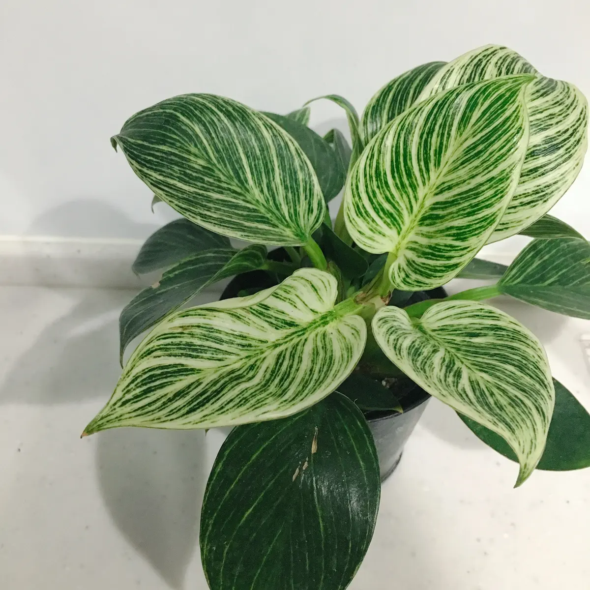 色々な模様がある葉っぱが特長の植物