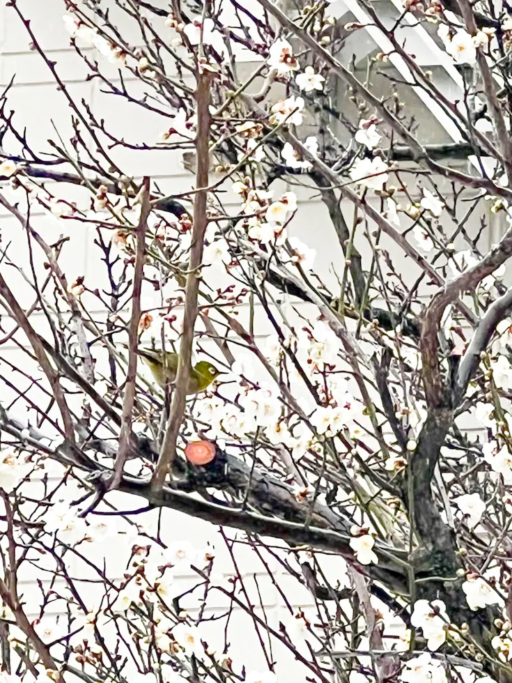 【冬の華】ねこやなぎ&白梅と梅ジローの画像_2