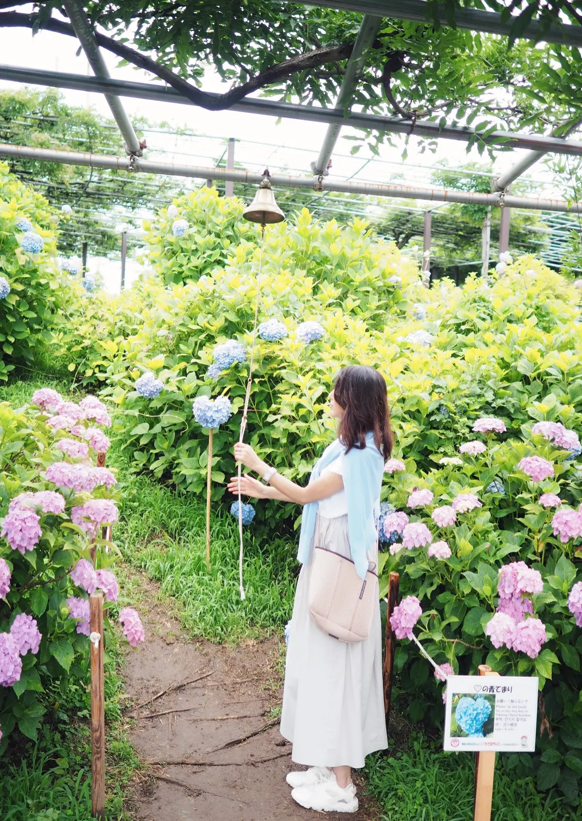 ハッピースポット!ハートあじさいに願いをの画像_6