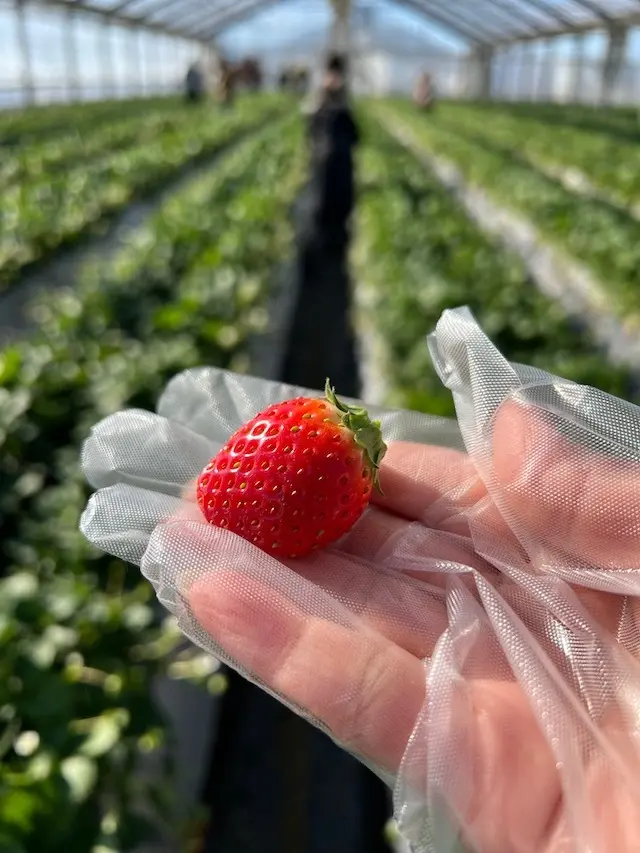 いちご狩りと、小田原アートと地元グルメをの画像_1