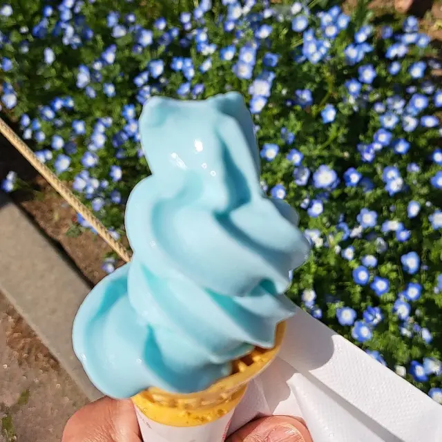 一度は見たい絶景～ひたち海浜公園のネモフの画像_13