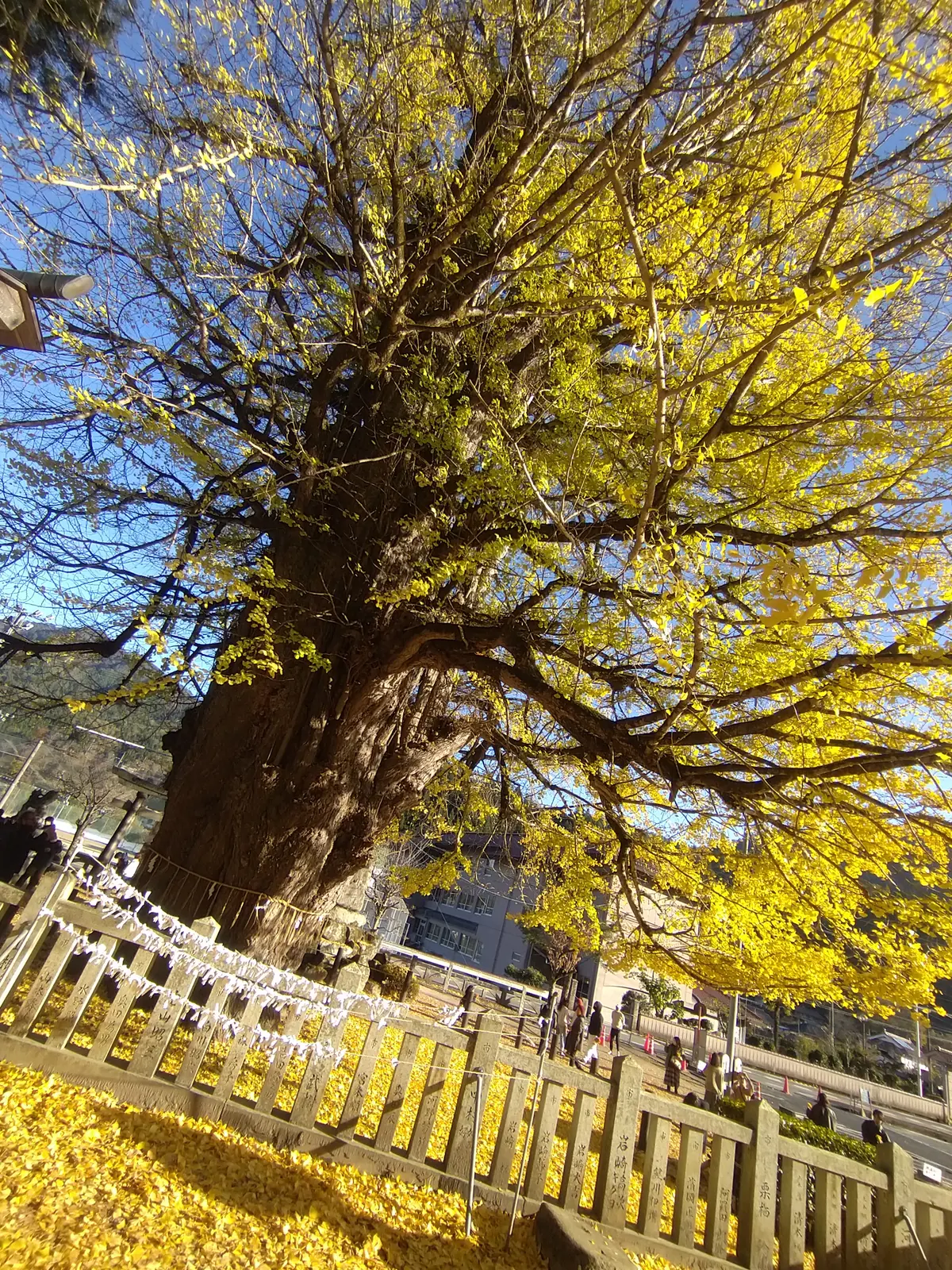 秋を探し求めて…紅葉に大銀杏に、行列の出の画像_11