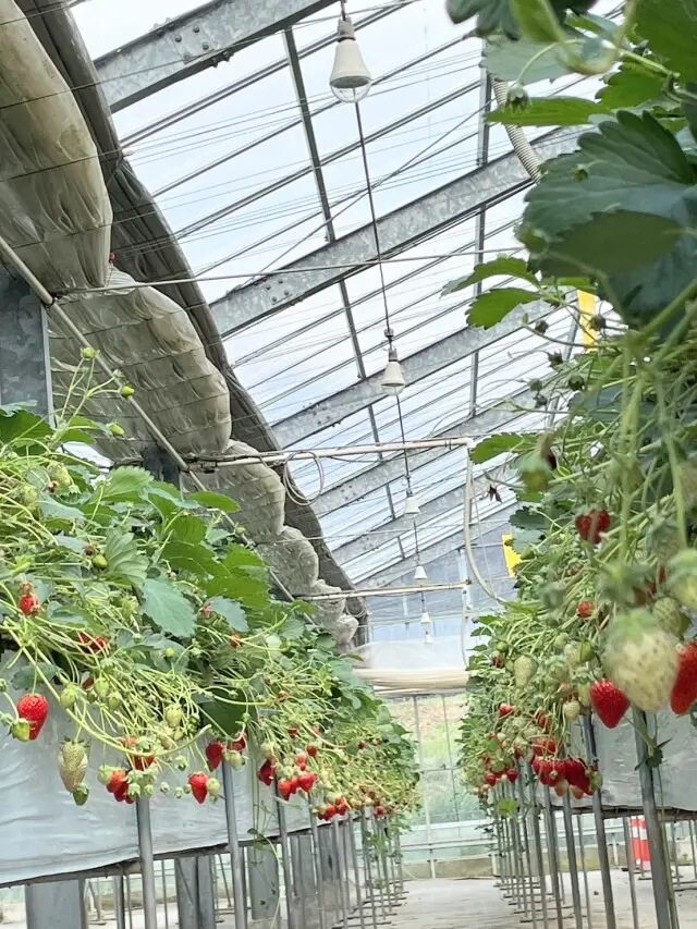 大人も嬉しい♪いちごがり＆ティータイムの画像_2