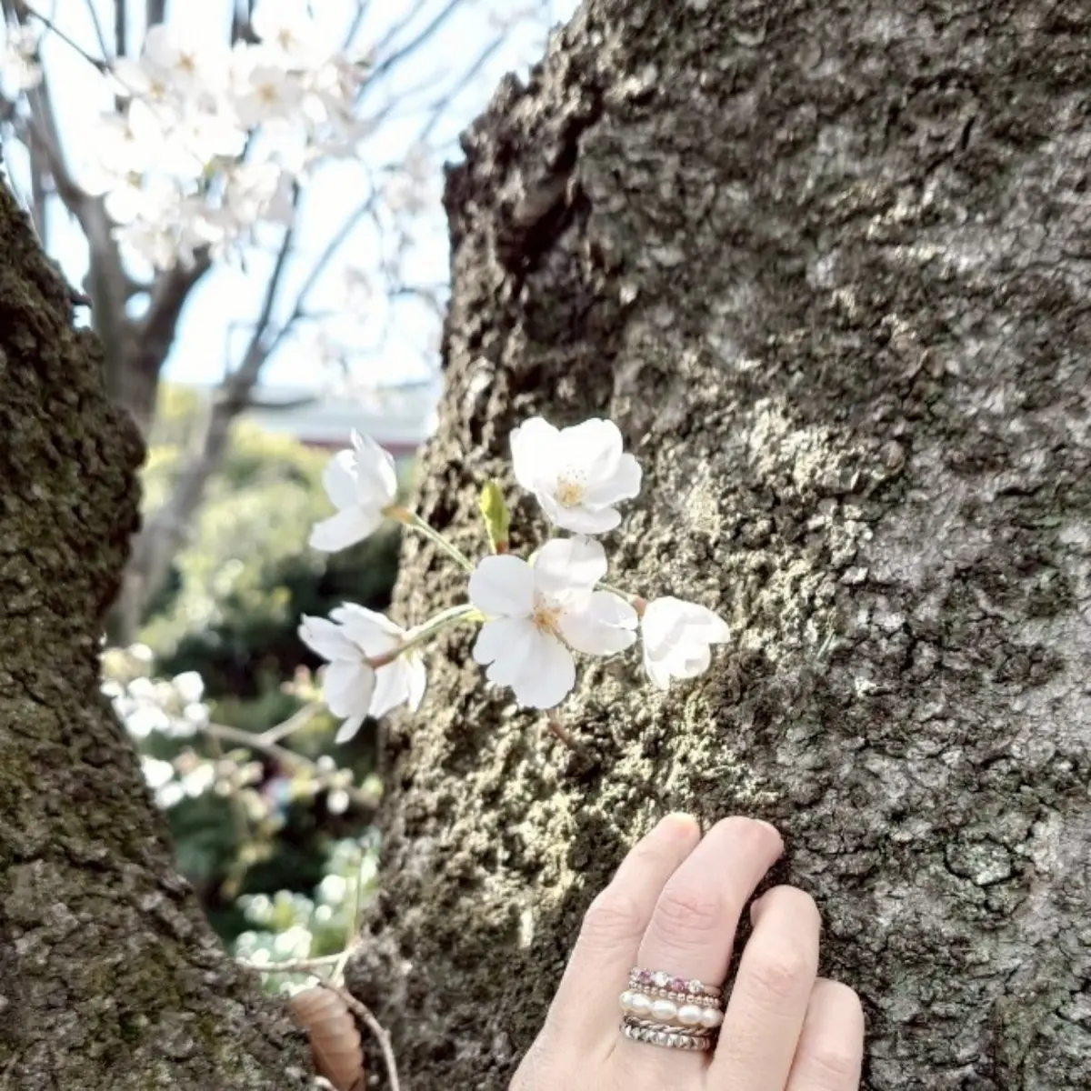 千代田のさくらまつり