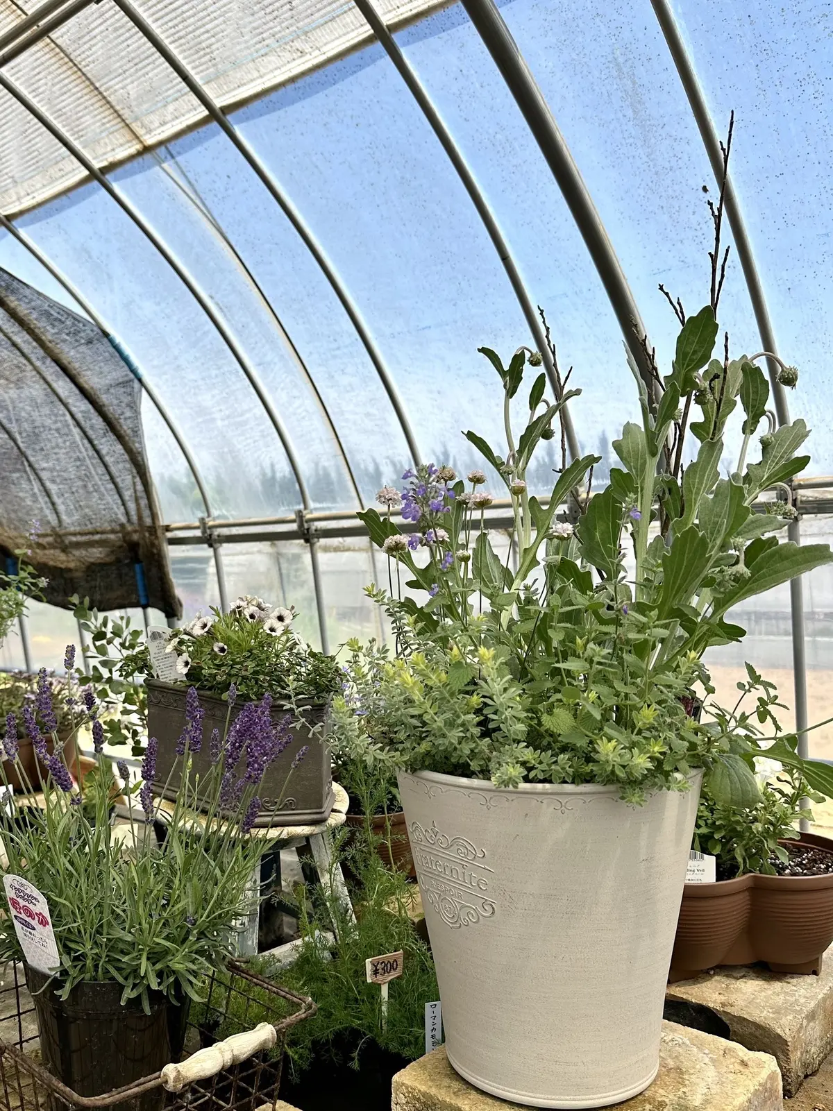 ハーブガーデンで過ごす癒しの時間♡千葉にの画像_22