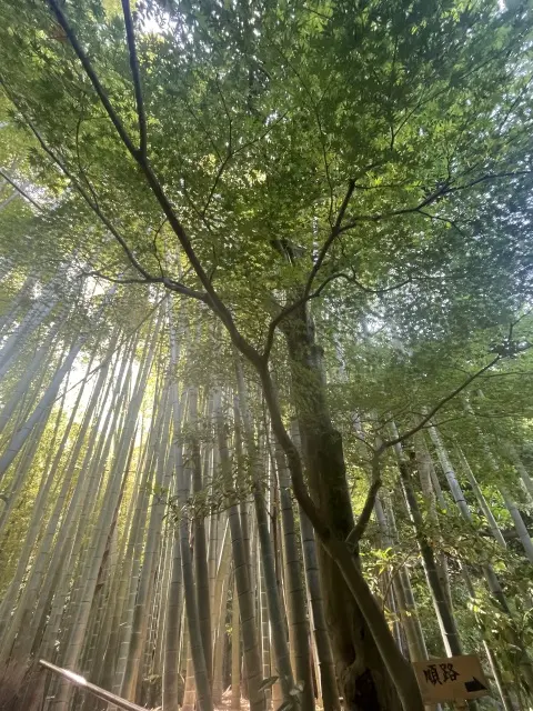 鎌倉ショートトリップ＠報国寺への画像_7